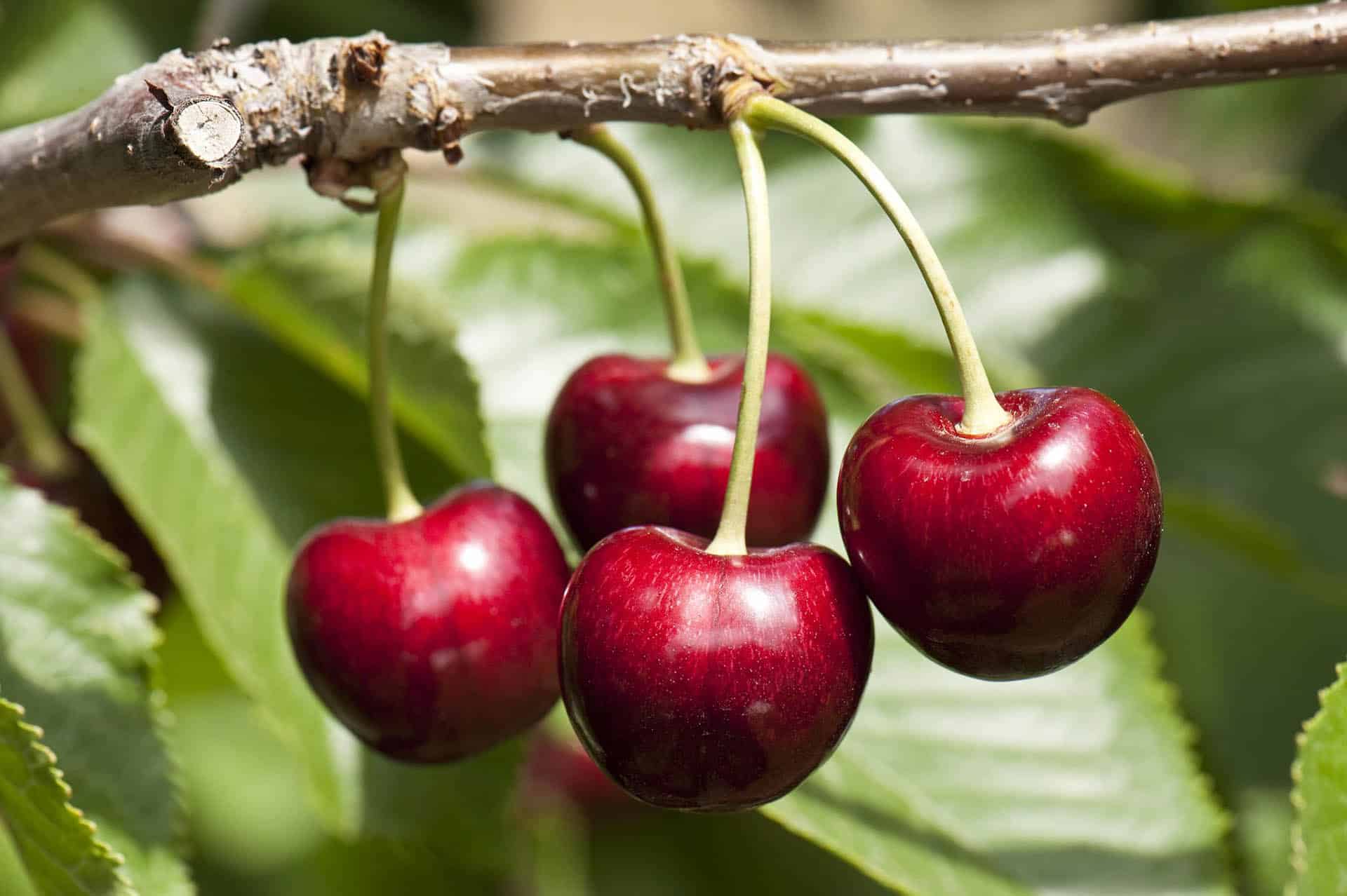 antioxidant_cherry